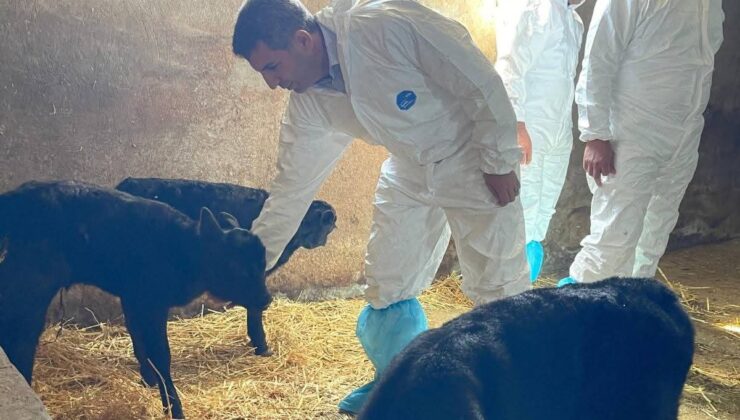 Kırsalda Bereket Projesi Kapsamında Gebe Düve Alımı Yapan İşletme Ziyaret Edildi