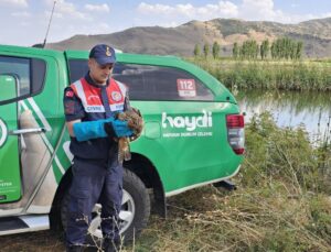 Muş’ta Jandarma Ekipleri Yaralı Kartalı Kurtardı