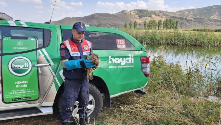 Muş’ta Jandarma Ekipleri Yaralı Kartalı Kurtardı