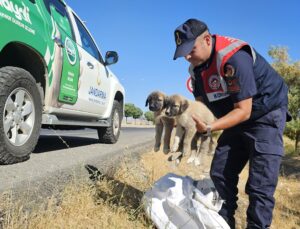 Karayolu Kenarında Çuval İçerisinde Yavru Köpekler Bulundu