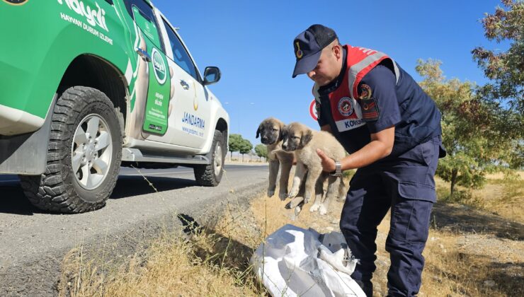 Karayolu Kenarında Çuval İçerisinde Yavru Köpekler Bulundu