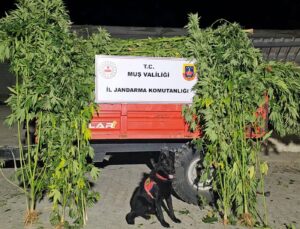 Muş’ta Yasadışı Kenevir Ekimi Operasyonu