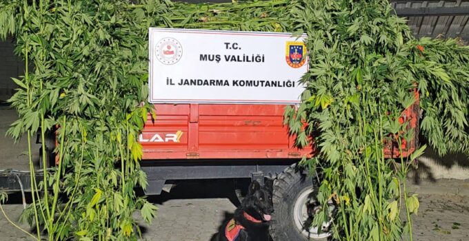 Muş’ta Yasadışı Kenevir Ekimi Operasyonu