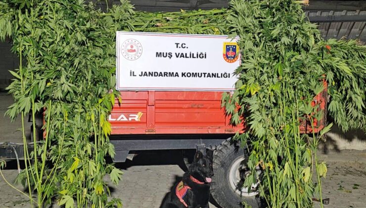 Muş’ta Yasadışı Kenevir Ekimi Operasyonu