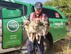 Ormanlık Alana Terk Edilen Köpek Yavruları Kurtarıldı