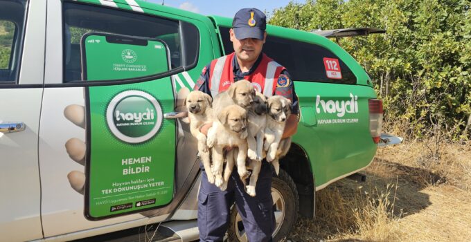 Ormanlık Alana Terk Edilen Köpek Yavruları Kurtarıldı