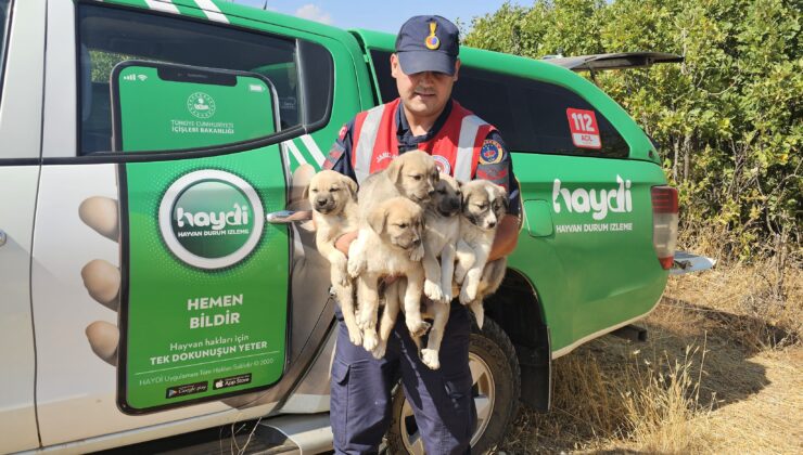 Ormanlık Alana Terk Edilen Köpek Yavruları Kurtarıldı