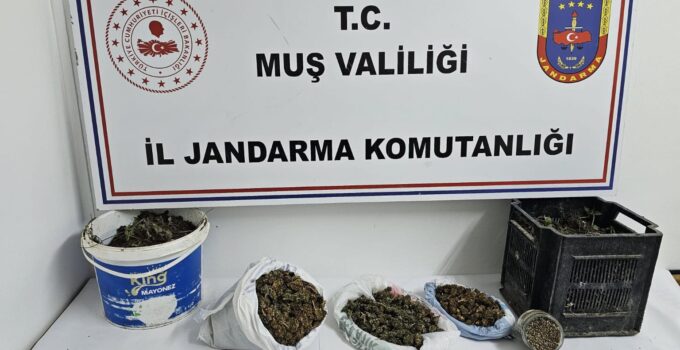 Muş’ta Uyuşturucu Operasyonu: 1 Şüpheli Gözaltında