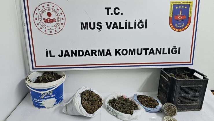Muş’ta Uyuşturucu Operasyonu: 1 Şüpheli Gözaltında