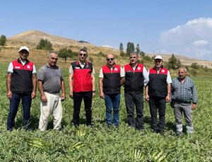 MUŞ OVASI’NDA KARPUZ HASADI DEVAM EDİYOR