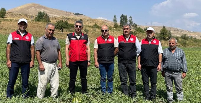 MUŞ OVASI’NDA KARPUZ HASADI DEVAM EDİYOR